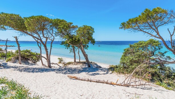 Ein Strand mit weißem Sand, klarem türkisblauem Wasser und Kiefern.