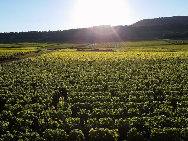 A vineyard with rows of grapevines under a clear sky.