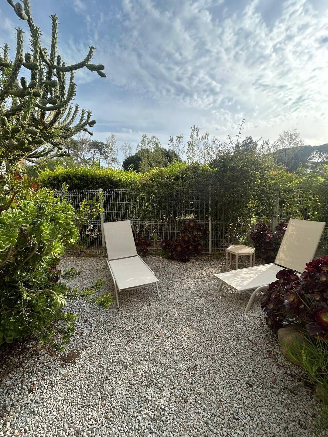 A garden with two lounge chairs, a small table, and a cactus.