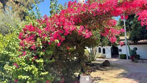 Un jardín con vibrantes flores de buganvilla rosadas, una escultura esférica blanca y un edificio blanco con ventanas arqueadas.