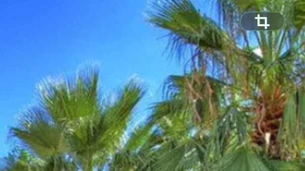 A swimming pool with blue-tiled steps and palm trees. - Quiet 1-bedroom studio with AC in La Quinta.Walk to CoachellaFest/Stagecoach. (La Quinta)