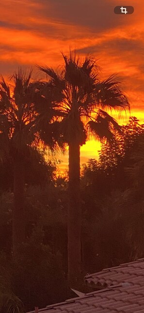 Ein Sonnenuntergang mit palmenartigen Silhouetten vor einem leuchtenden Himmel.