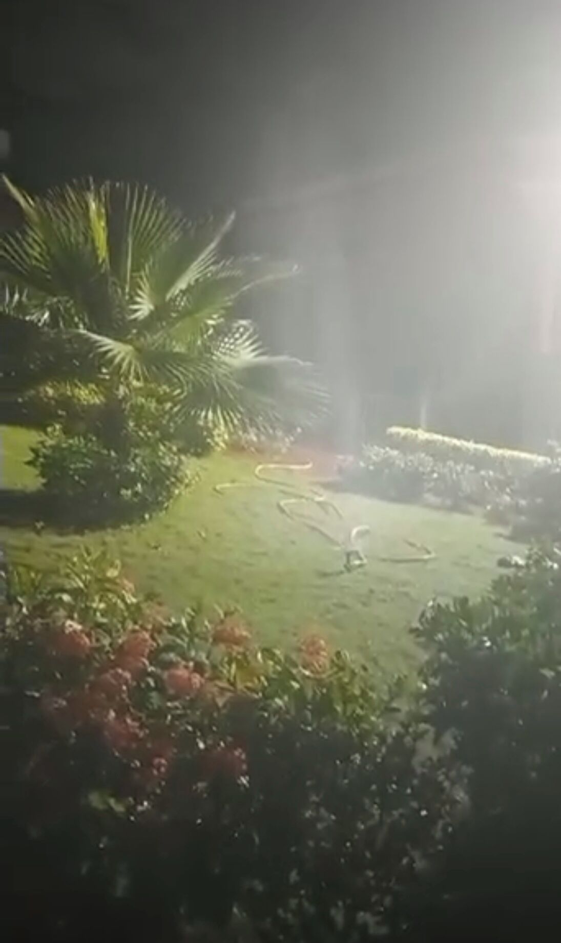 A nighttime garden with a well-lit lawn, a palm tree, and various flowering plants.