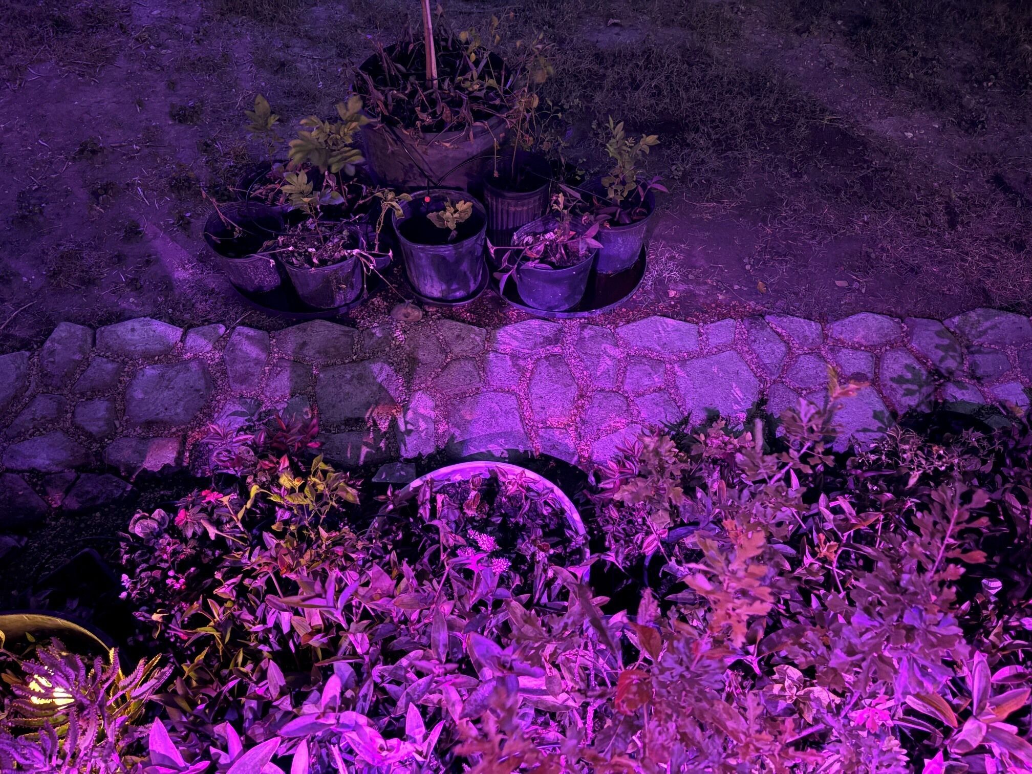 Ein Garten mit verschiedenen Blumentöpfen und einem gepflasterten Weg.