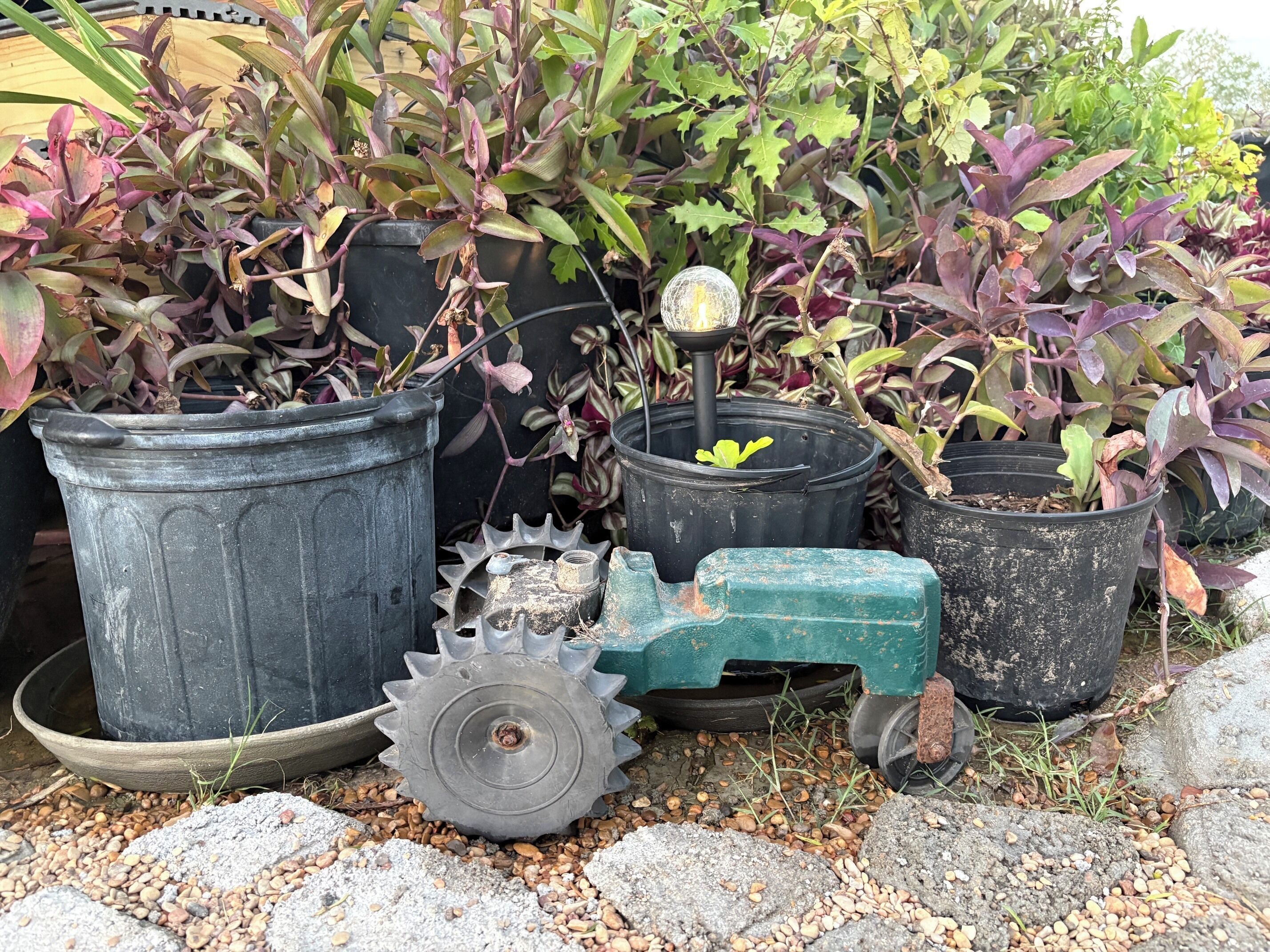 Potted plants, a wheelbarrow, and gardening tools on a gravel surface.