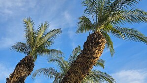 Two palm trees against a clear blue sky. - Adorable 3-bedroom house with AC in charming San Miguel (San Miguel)