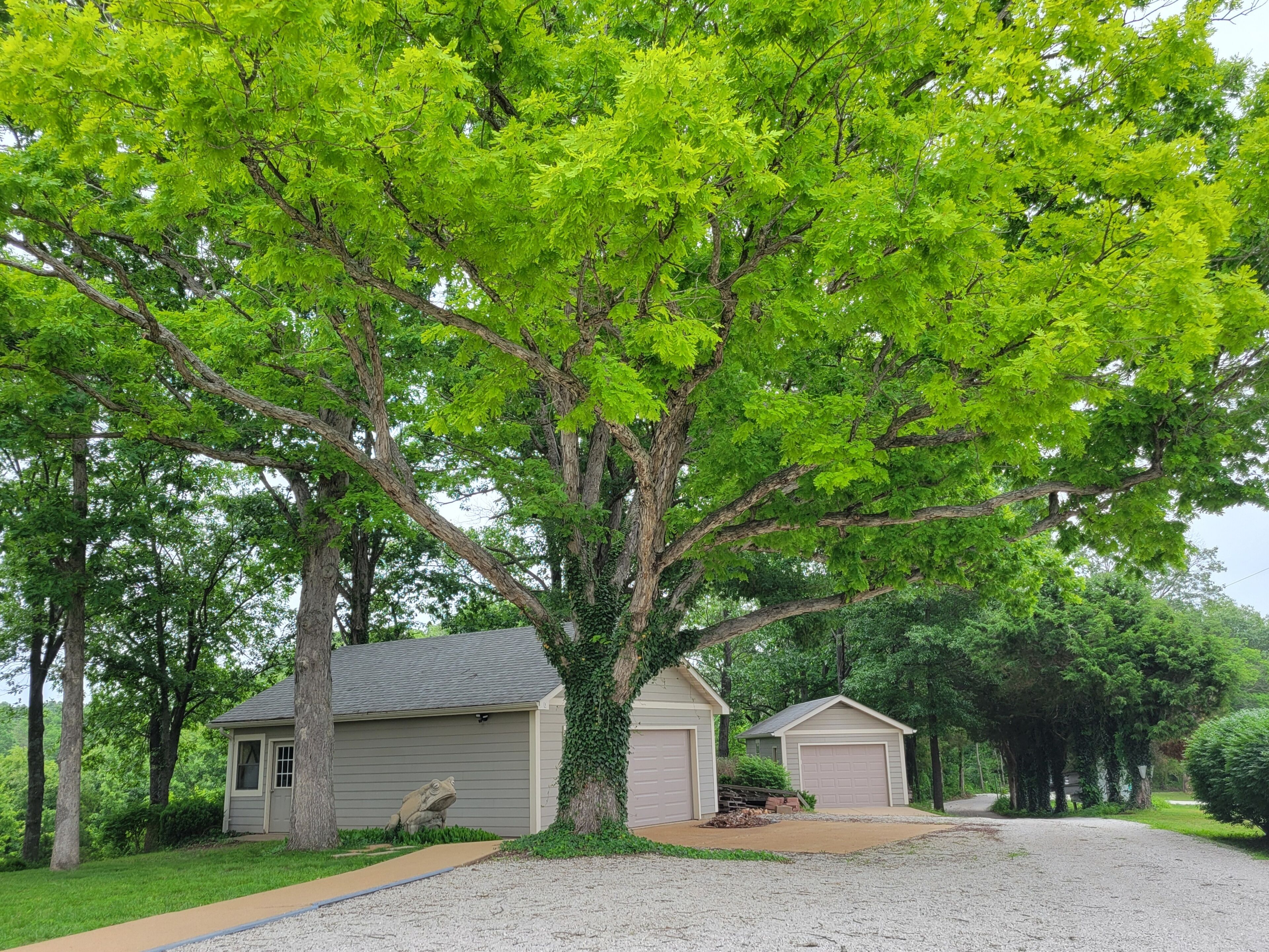 Un quartier résidentiel avec un grand arbre, deux bâtiments de style garage et une allée gravillonnée.