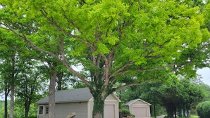 A residential area with a large tree, two garage-style buildings, and a gravel driveway. - Shepherd Homestead on 20+ Acres, Close to Everything (Union)