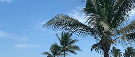 A swimming pool with a view of the ocean and palm trees.