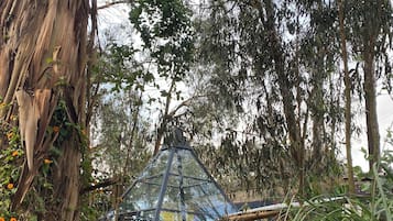 A greenhouse structure surrounded by dense foliage and trees.