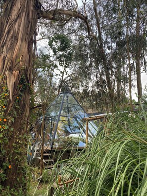 A greenhouse structure surrounded by dense foliage and trees. - Samay Collections (Tababela)