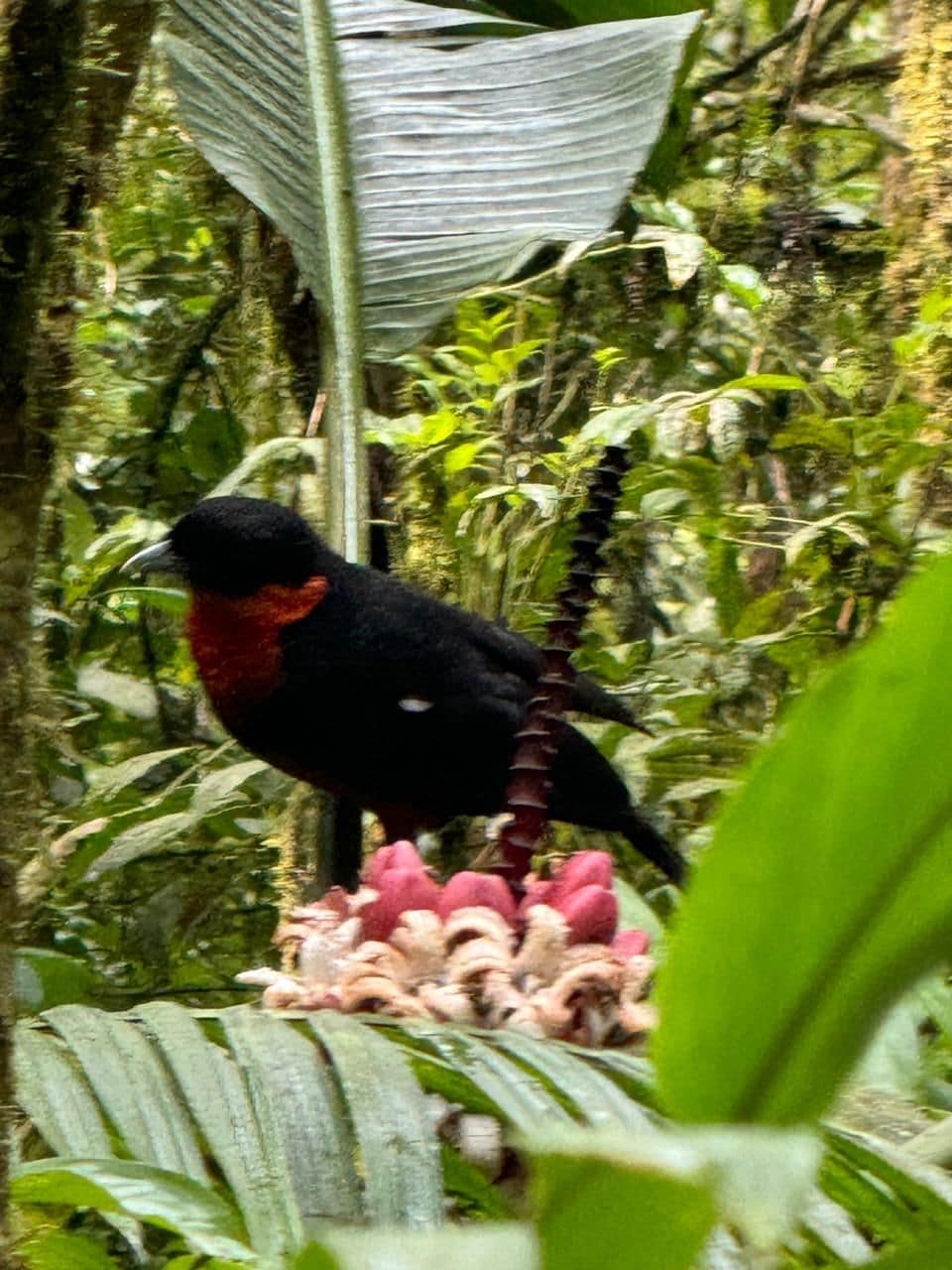 Ein Vogel sitzt auf einem Ast inmitten üppiger Vegetation.