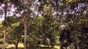 A natural outdoor area with trees and a ladder. - Tres Lagos Hotel (San Jerónimo)