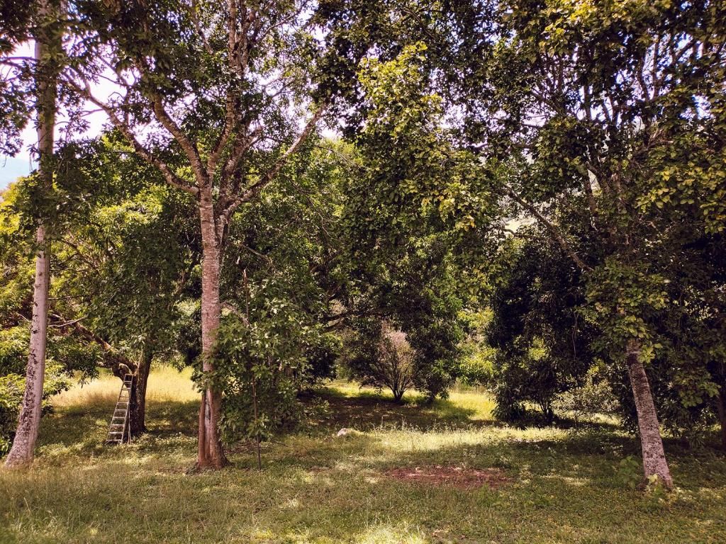 Un espai natural a l'aire lliure amb arbres i una escala.