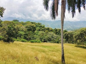 Un campo cubierto de hierba con una palmera en primer plano y un bosque denso al fondo.