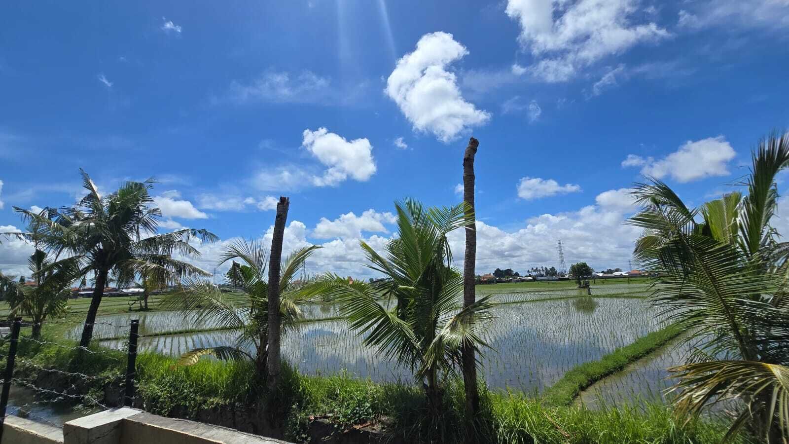 A serene landscape with a clear blue sky, palm trees, and a water body, likely a pond or small lake.