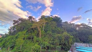 A dense forest with a variety of trees and a clear sky. - Mountain View Hostel - Krabi Airport (Krabi)