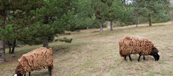 Rare, unobstructed view in the heart of the Forest, rejuvenation guaranteed