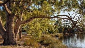 A natural landscape with a large tree, a body of water, and surrounding vegetation.