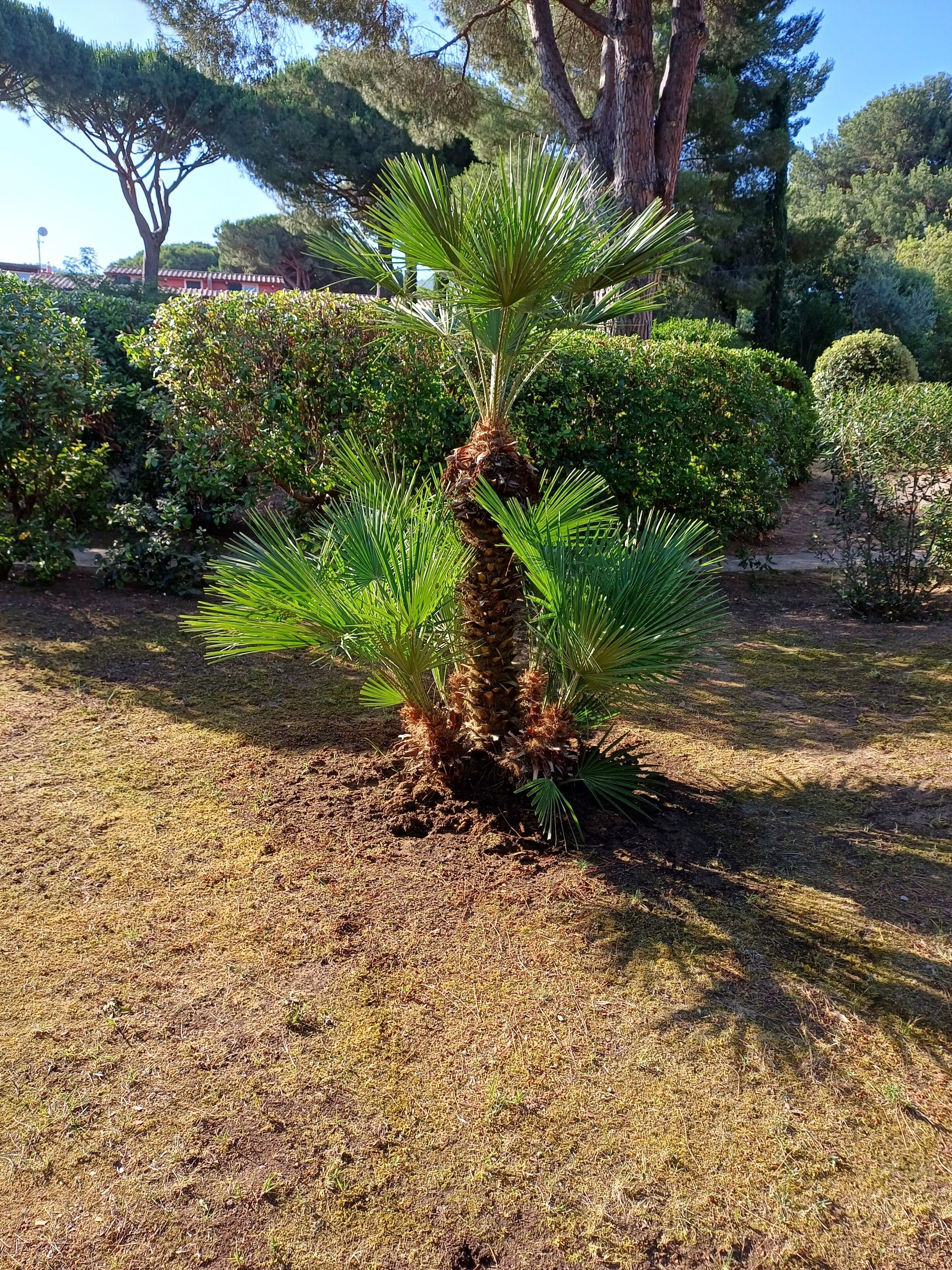 A small palm tree in a garden with a grassy area and various shrubs and trees in the background.