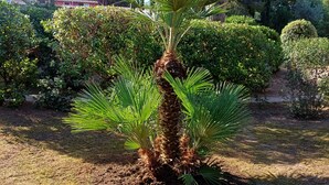 Ein kleiner Palmenbaum in einem Garten mit einer Rasenfläche und verschiedenen Sträuchern und Bäumen im Hintergrund.