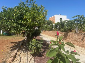 A garden with a tree bearing yellow fruits, a stone wall, and a building in the background.