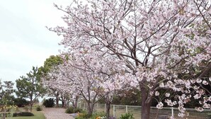 A tree with pink blossoms, a white fence, and a gravel path.