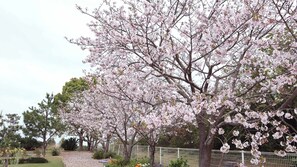 Property grounds - Oniwa (Geisei)