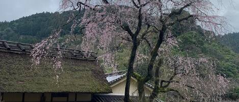 A traditional Japanese building with a thatched roof and a cherry blossom tree in front.