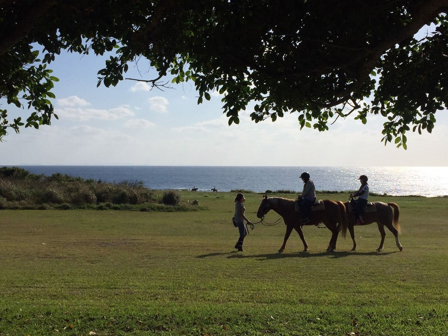 A grassy field with a person leading two horses, a body of water in the background, and a clear sky.