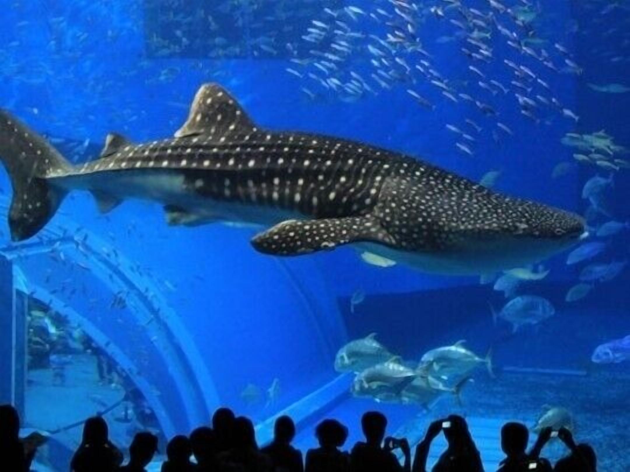A large aquarium with a whale shark swimming among smaller fish.