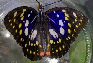 Un papillon à l’intérieur d’un enclos transparent, dont la base est verte.