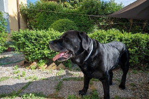A black dog standing on a gravel path with greenery and a building in the background. - casa di alfredo (Siena)