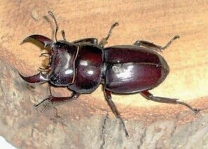 Miscellaneous - Pension Do (Myoko)