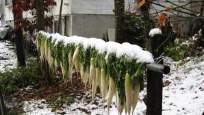 Una fila di piante coperte di neve su una recinzione in un'area esterna innevata.