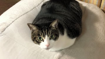 A cat lying on a round, white, plush cushion.