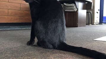 A black cat sitting on a carpeted floor in a room with a wooden desk and a computer.