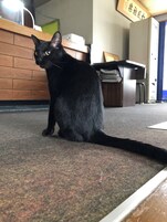 Un gato negro sentado en un piso alfombrado en una habitación con un escritorio de madera y una computadora.
