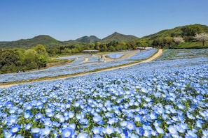 Een veld met blauwe bloemen, een pad erdoorheen, omringd door groen en heuvels.