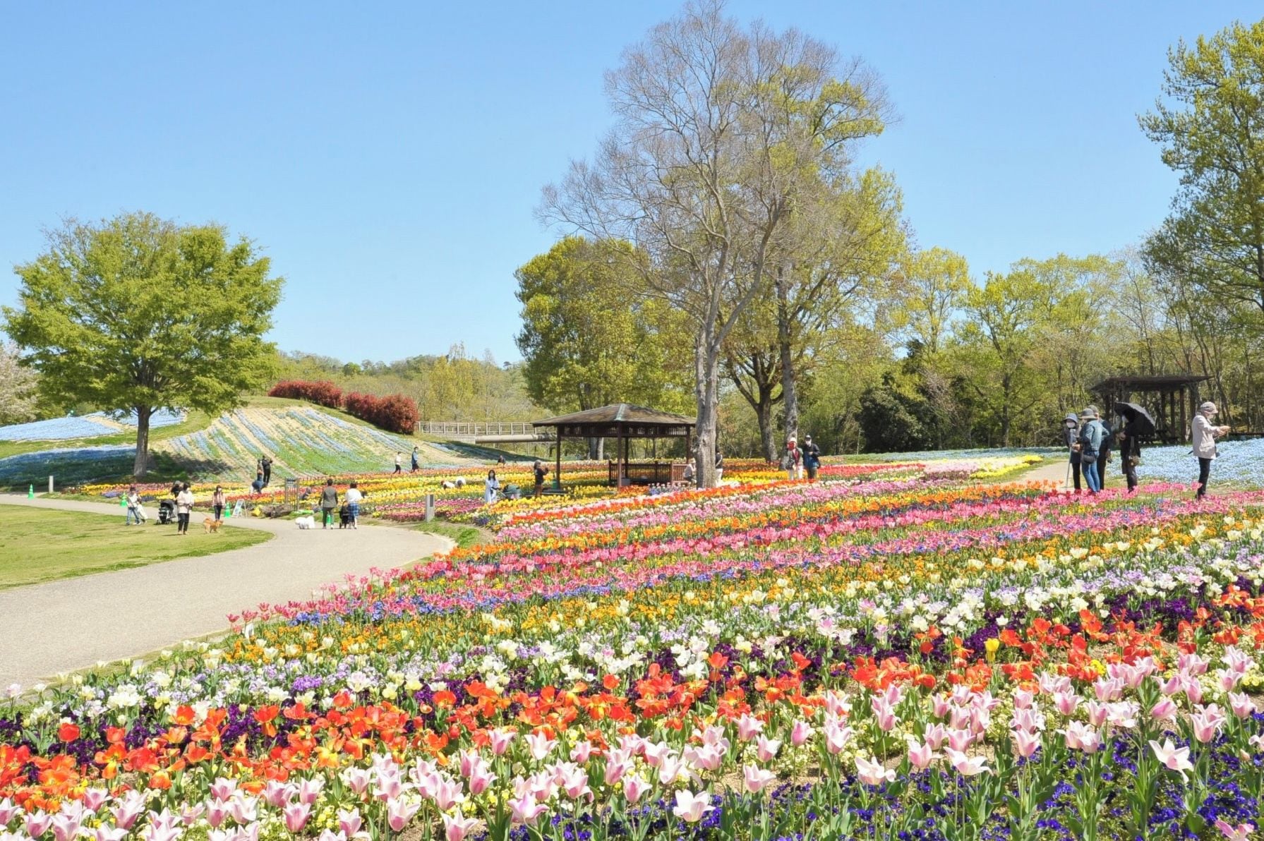 A garden with a variety of colorful flowers and a gazebo.