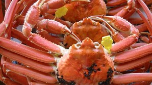 A close-up of a cooked crab with prominent claws and a visible pattern on its shell. - Shirahamaso (Fukui)