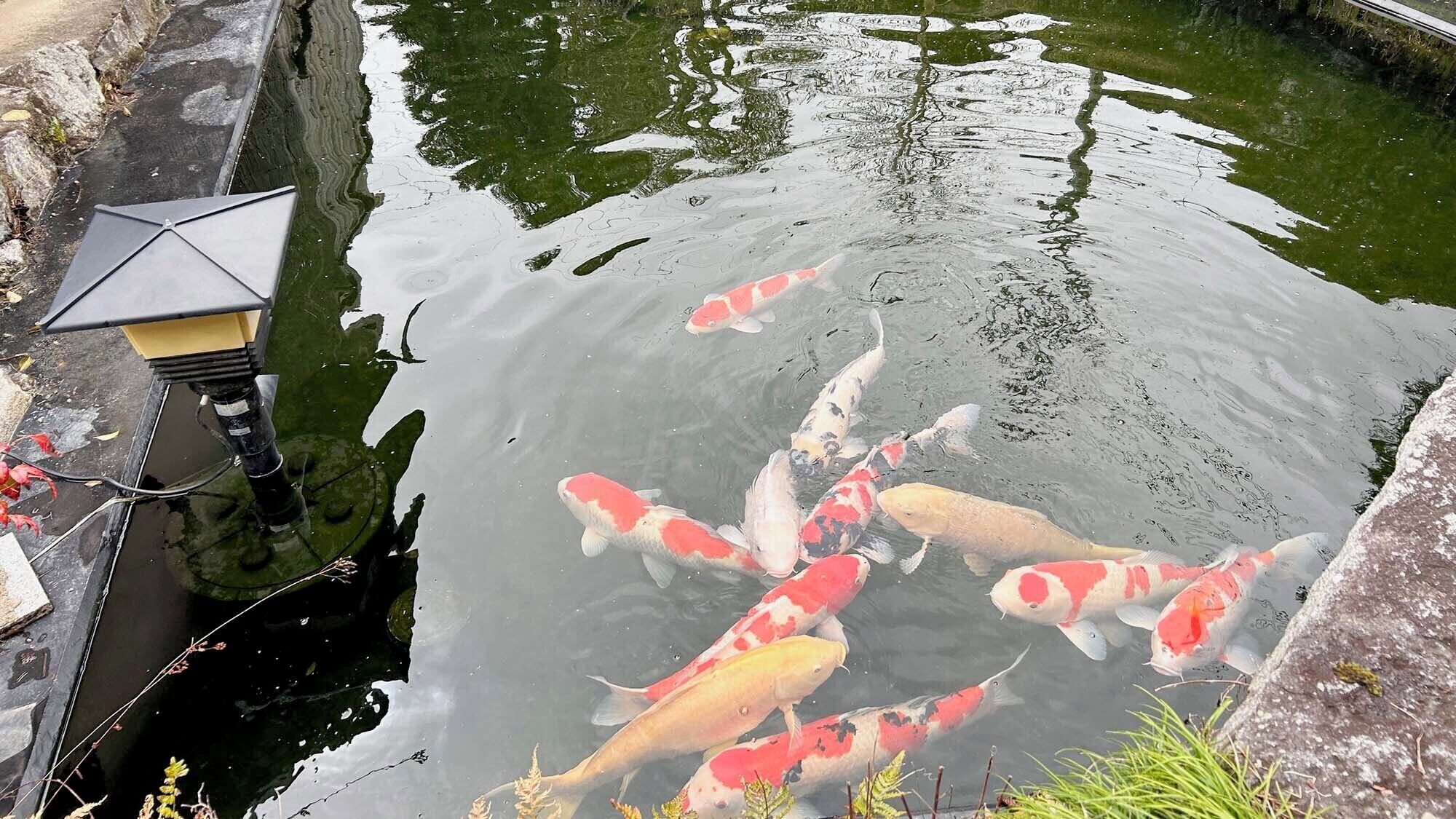 A koi pond with several koi fish, a lamp post, and a stone structure.