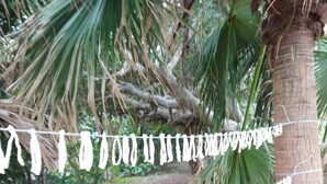A dirt path with a string of white objects, surrounded by greenery and a palm tree. - House Hotel Amami Minpaku Mura & Sauna (Amami)