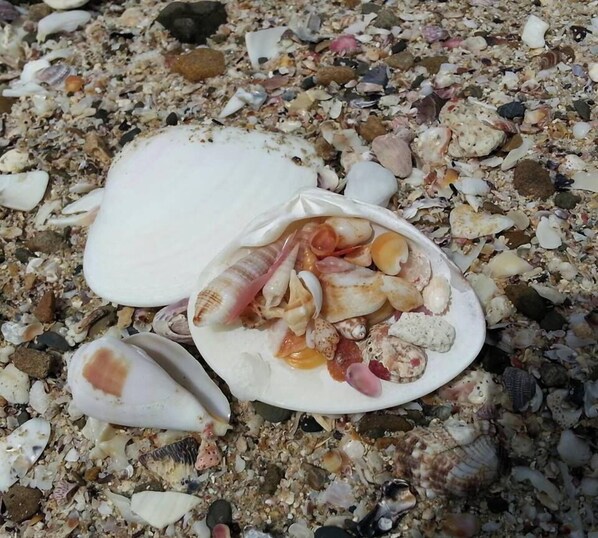 A collection of seashells on a pebbly beach. - Business Hotel Mikuni (Goto)
