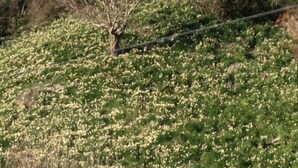 A landscape with a tree and a field of green plants. - Umi no Yado Sahei (Minamiechizen)
