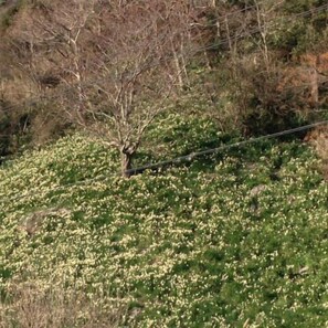 Miscellaneous - Umi no Yado Sahei (Minamiechizen)