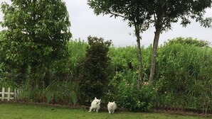 A grassy field with two white dogs. - Smith no Ie Chosei (Chosei)