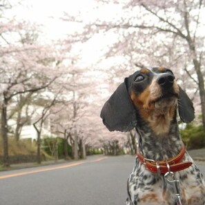 Pet-friendly - Izu Kogen Auberge La Belle Equipe (Ito)