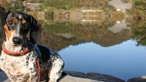 Een hond zit bij een kalm meer, met heuvels op de achtergrond.