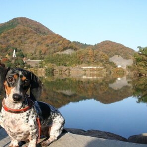 Pet-friendly - Izu Kogen Auberge La Belle Equipe (Ito)